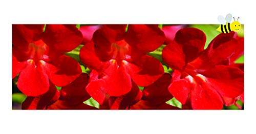 mimulus cupreus red emperor marginal pond plants mp080