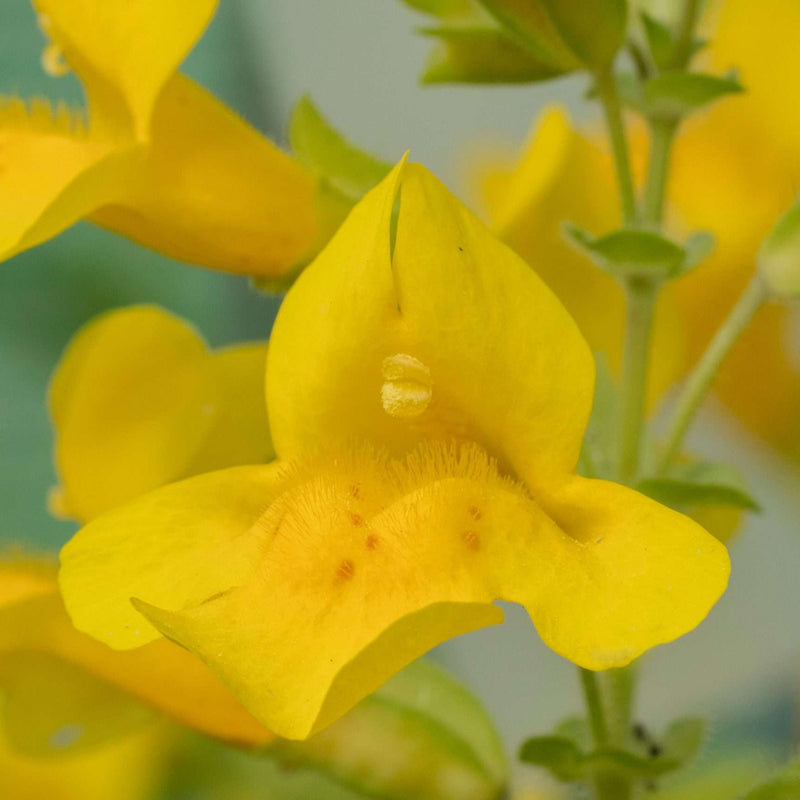 mimulus guttatus common monkey flower marginal pond plants mp081