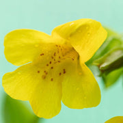 mimulus guttatus common monkey flower marginal pond plants mp081