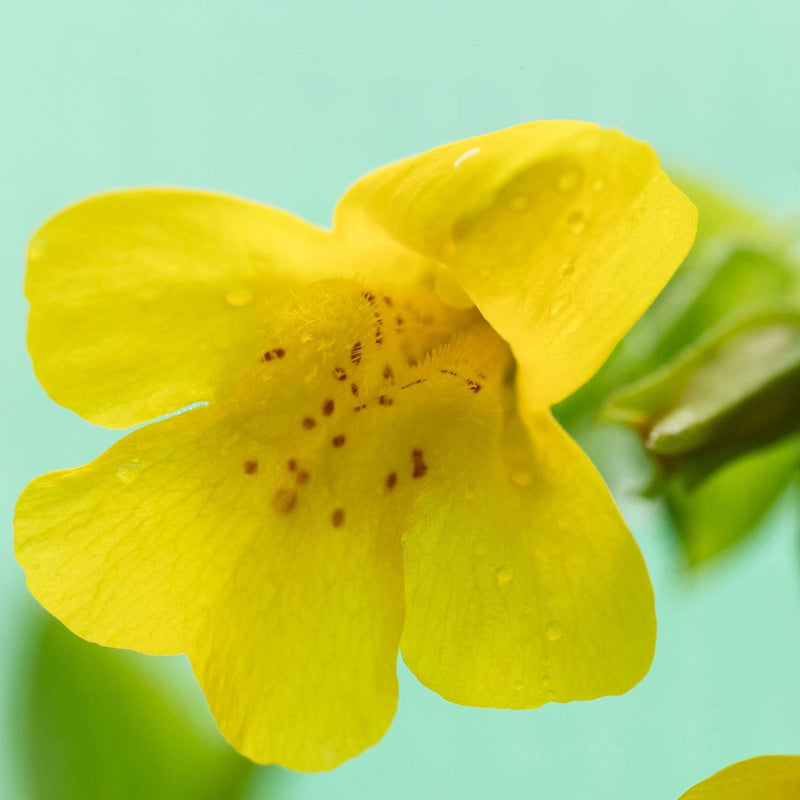 mimulus guttatus common monkey flower marginal pond plants mp081