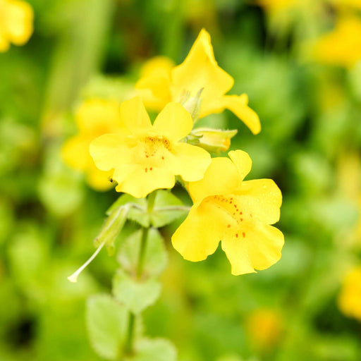 mimulus guttatus common monkey flower marginal pond plants mp081