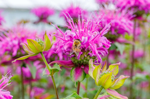 monarda bee lieve marginal pond plants bp084