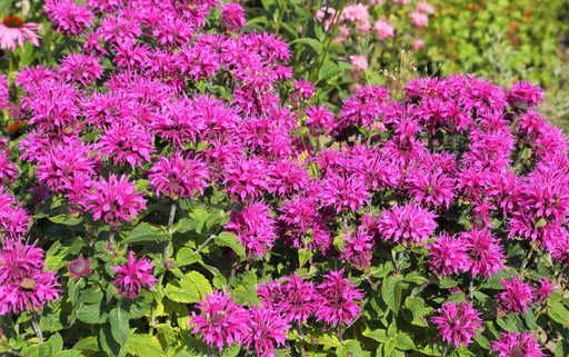 monarda bee true marginal pond plants bp085