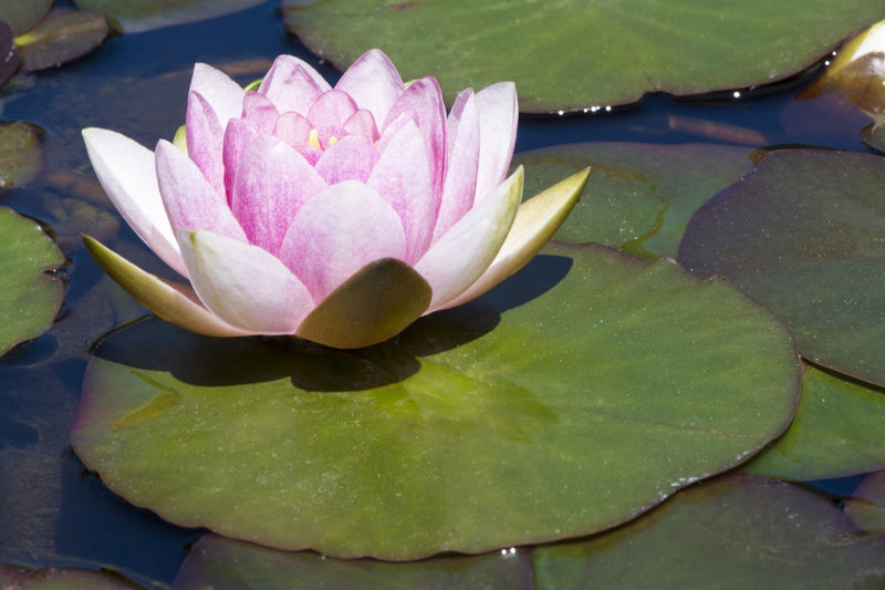 Nymphaea 'Mrs Richmond'