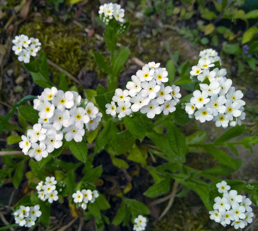 myosotis scorpioides white water forget me not or myosotis palustris marginal pond plants pond plants water plants bp087
