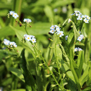 myosotis scorpioides water forget me not marginal pond plants mp084