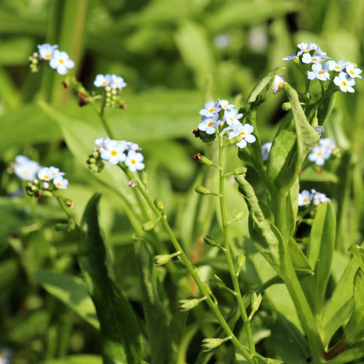 myosotis scorpioides water forget me not marginal pond plants mp084