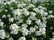 myosotis scorpioides white water forget me not or myosotis palustris marginal pond plants pond plants water plants bp087