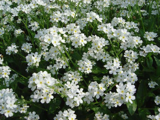 myosotis scorpioides white water forget me not or myosotis palustris marginal pond plants pond plants water plants bp087