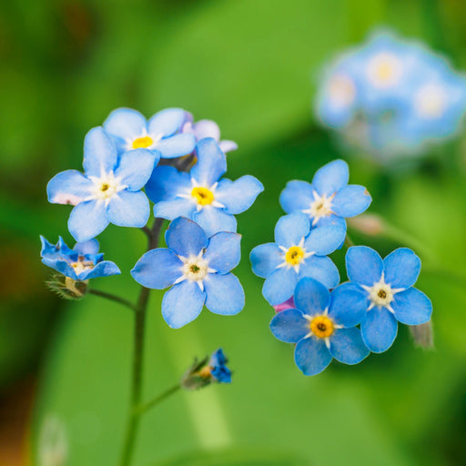 myosotis palustris semperflorens marginal pond plants mp084b