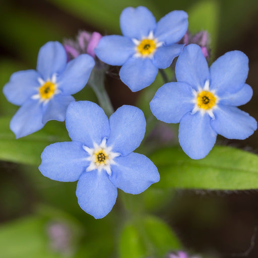 myosotis palustris semperflorens marginal pond plants mp084b
