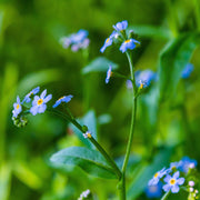 myosotis palustris semperflorens marginal pond plants mp084b