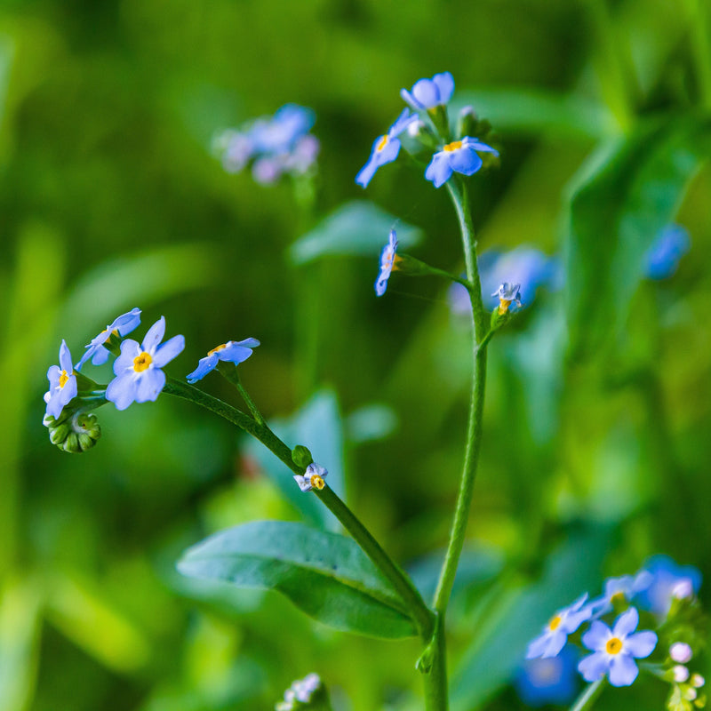 myosotis palustris semperflorens marginal pond plants mp084b