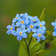 myosotis palustris semperflorens marginal pond plants mp084b