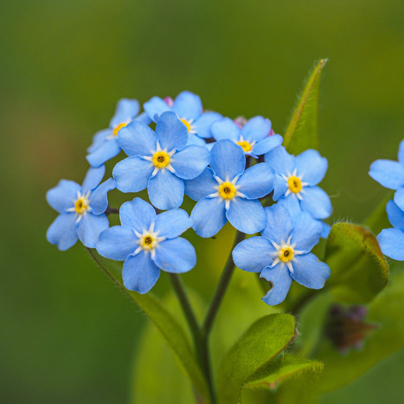 myosotis palustris semperflorens marginal pond plants mp084b