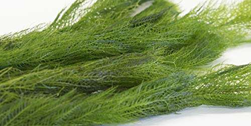 Myriophyllum spicatum (Spiked Water Milfoil)