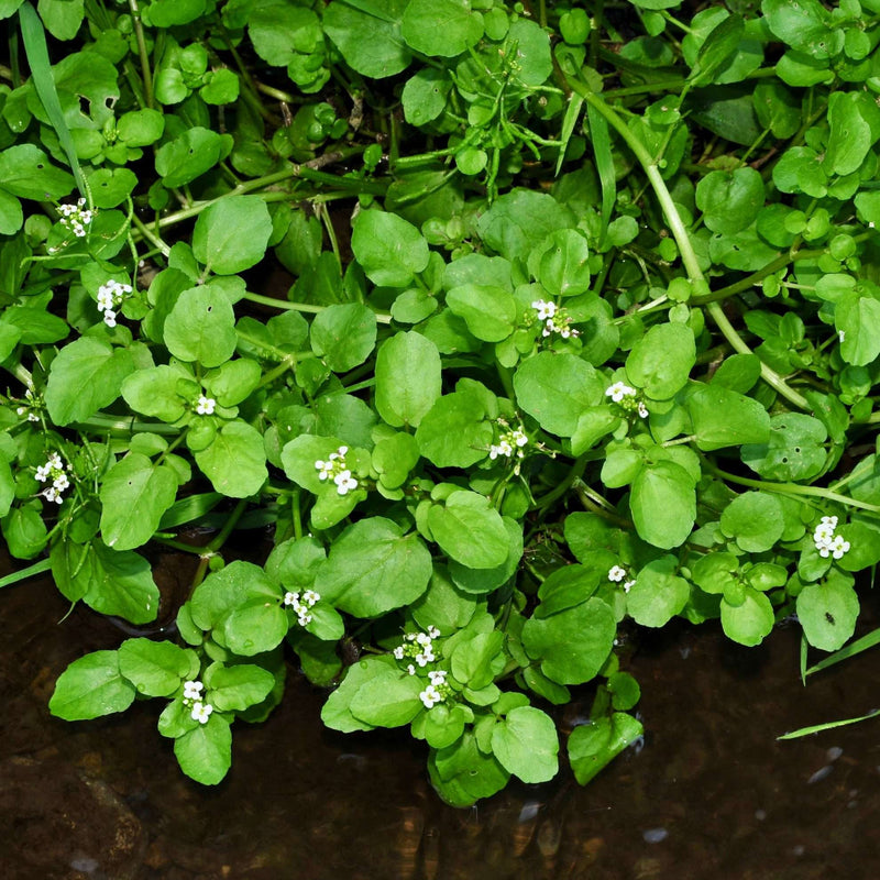 nasturtium officinale water cress marginal pond plants mp085