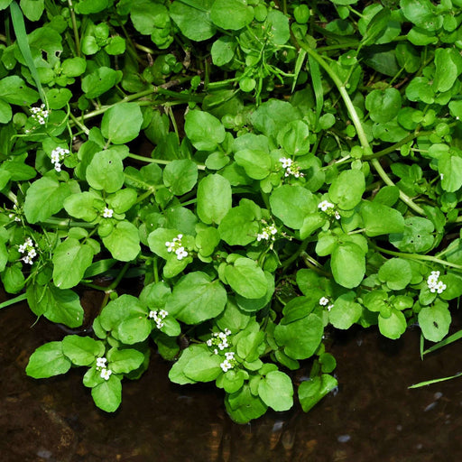 nasturtium officinale water cress marginal pond plants mp085