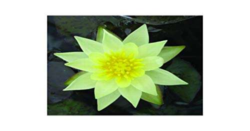 Nymphaea 'Pygmaea Helvola'