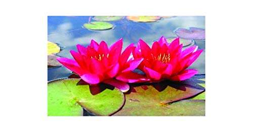 Nymphaea 'Xue Fei'