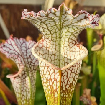 Sarracenia × moorei - F2 (Conecuh National Forest, Alabama) MK-H384a