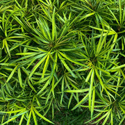 ophiopogon japonicus marginal pond plants mbp090