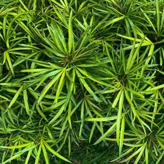 ophiopogon japonicus marginal pond plants mbp090