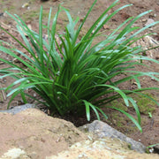 ophiopogon japonicus marginal pond plants mbp090