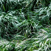 ophiopogon japonicus marginal pond plants mbp090