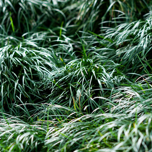 ophiopogon japonicus marginal pond plants mbp090