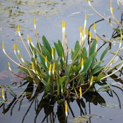 orontium aquaticum golden club marginal pond plants mp086