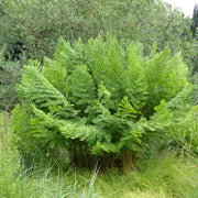 osmunda regalis marginal pond plants bp080a