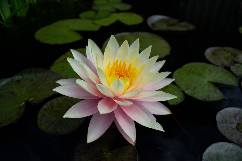 Nymphaea 'Peach & Cream'