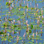 persicaria bistorta adderwort bistort red legs or snakeweed marginal pond bp088a