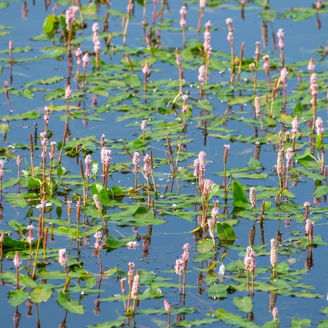 persicaria bistorta adderwort bistort red legs or snakeweed marginal pond bp088a