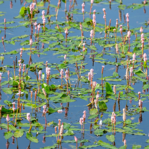 persicaria bistorta adderwort bistort red legs or snakeweed marginal pond bp088a