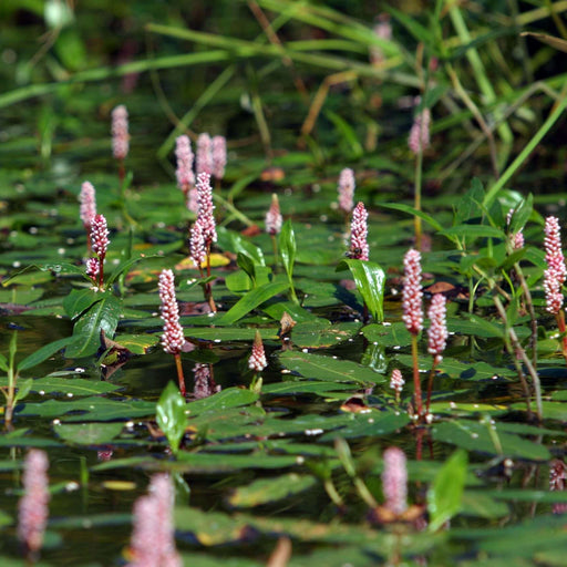 persicaria amphibia amphibious bistort marginal pond plants mp088