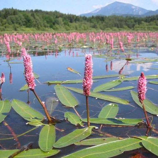 persicaria amphibia amphibious bistort marginal pond plants mp088