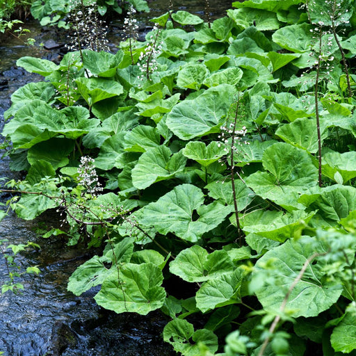 petasites albus marginal pond plants mp089