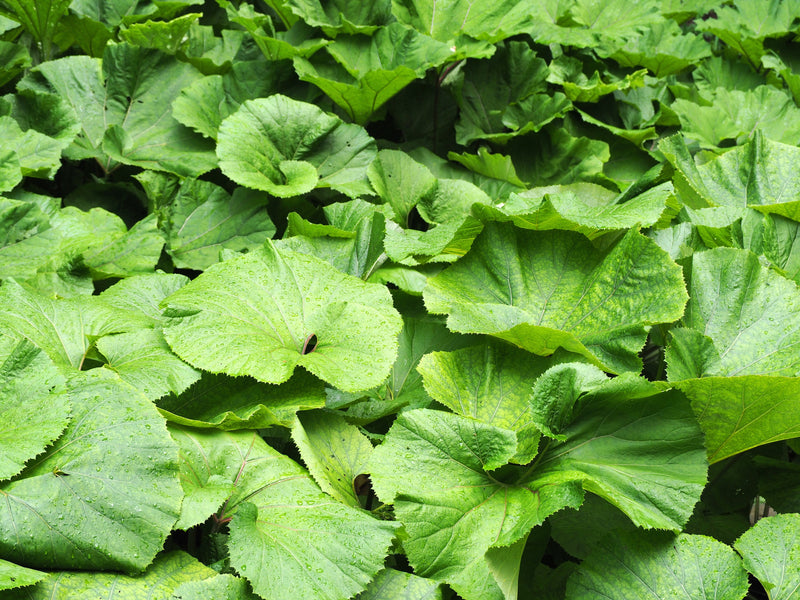 Petasites japonicus var. giganteus (Giant Japanese Butterbur)
