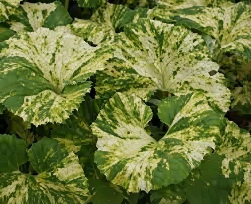 Petasites Japonicus 'Variegatus' (Variegated Japanese Butterbur)