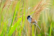 phragmites australis norfolk reed marginal pond plants mp091
