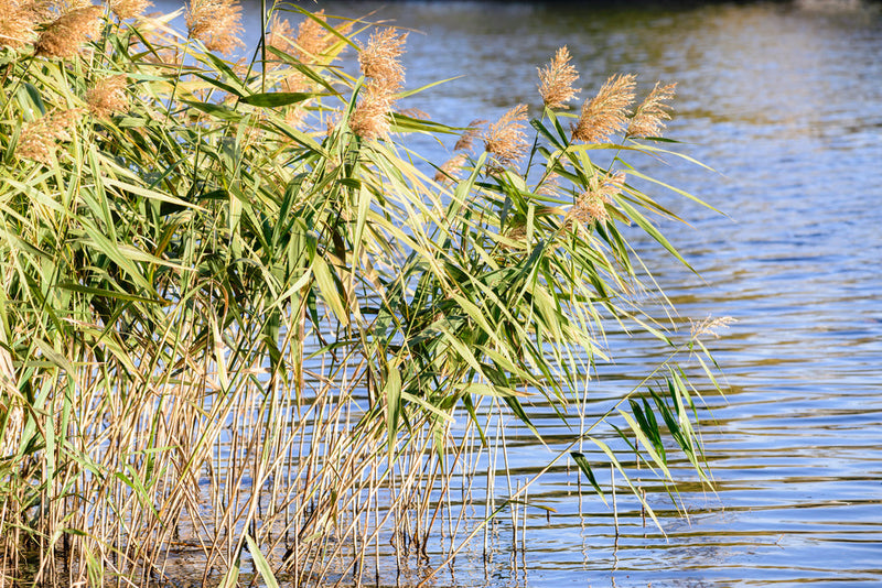phragmites australis norfolk reed marginal pond plants mp091