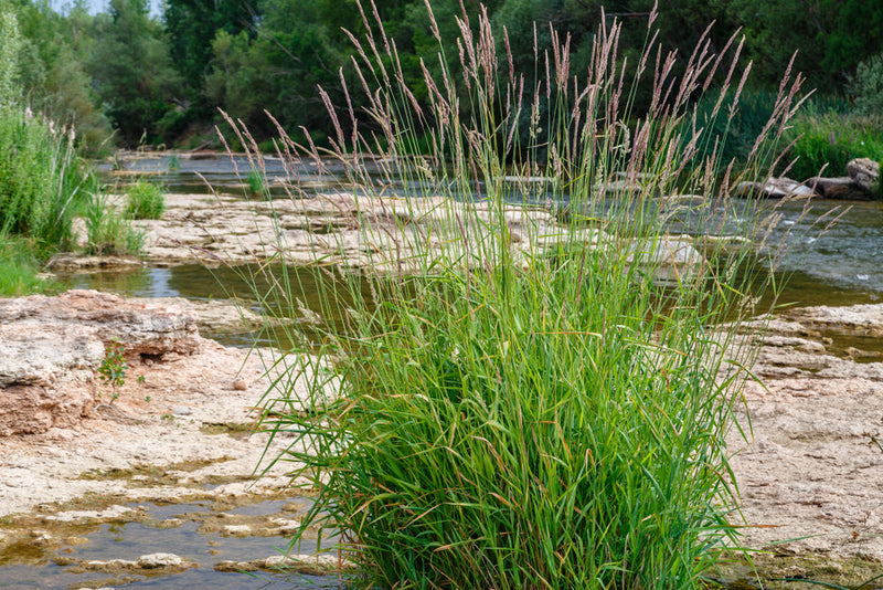 phragmites australis norfolk reed marginal pond plants mp091