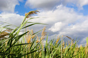 phragmites australis norfolk reed marginal pond plants mp091