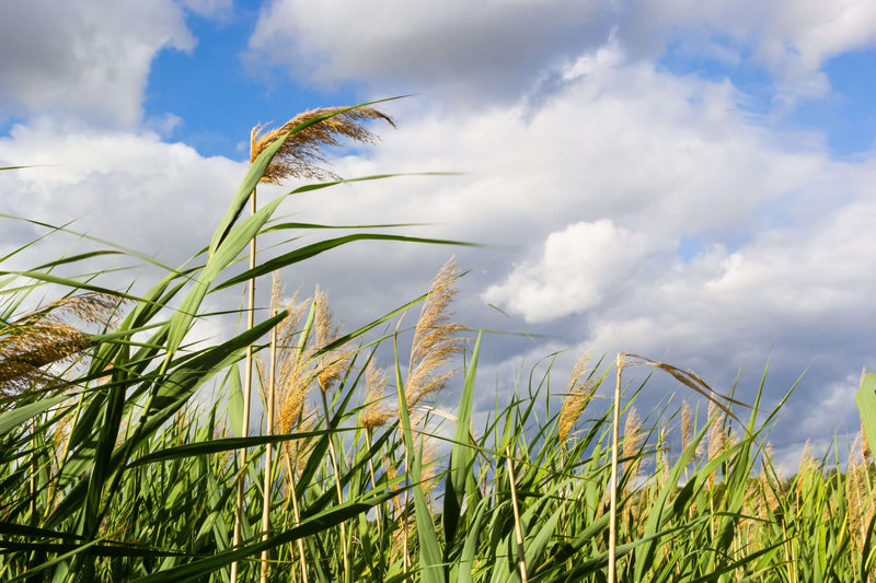 phragmites australis norfolk reed marginal pond plants mp091