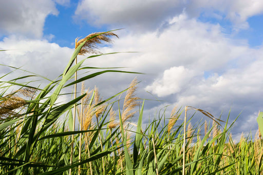 phragmites australis norfolk reed marginal pond plants mp091