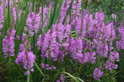 physostegia virginiana obedient plant marginal pond plants mbp094