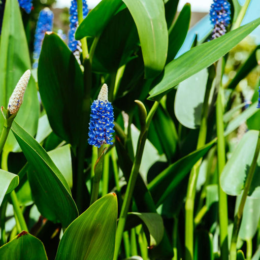 pontederia cordata lanceolata giant pickerel weed marginal pond plants mp095