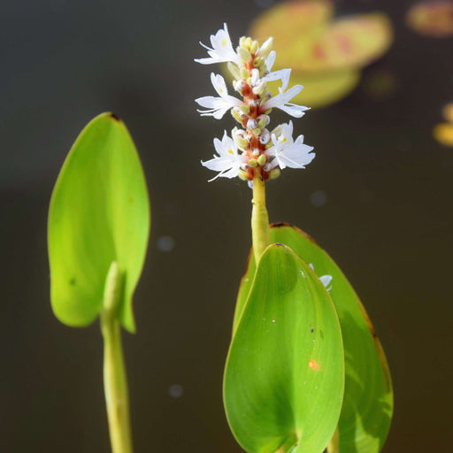 pontederia cordata alba white pickerel weed marginal pond plants mp093